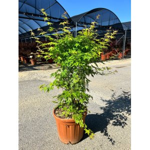 Javor dlaňolistý (Acer palmatum) ´ORANGE DREAM´ - výška 150 cm +, kont. C25L